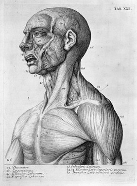 Myotomia reformata: or an anatomical treatise on the muscles of the human body ... To which is prefix'd an introduction concerning muscular motion / [William Cowper].