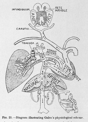 Galen's physiological scheme