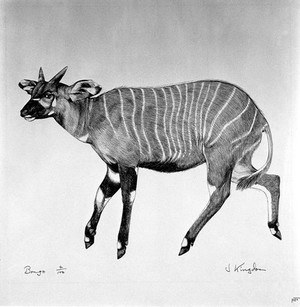 view An antelope (bongo). Lithograph by Jonathan Kingdon.