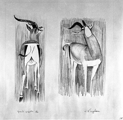 A gazelle (Grant's gazelle). Lithograph by Jonathan Kingdon.