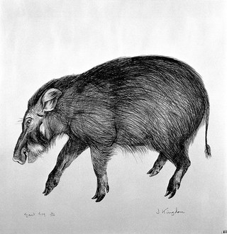 A giant hog. Lithograph by Jonathan Kingdon.