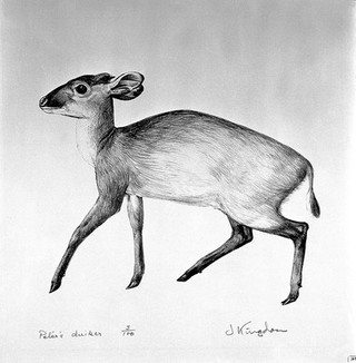 An antelope (Peter's duiker). Lithograph by Jonathan Kingdon.