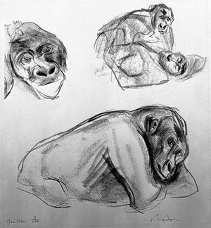 view A gorilla. Lithograph by Jonathan Kingdon.