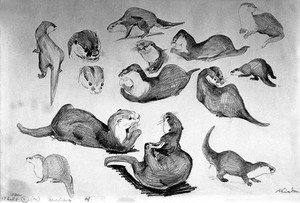 view An otter. Pencil drawing by Jonathan Kingdon.