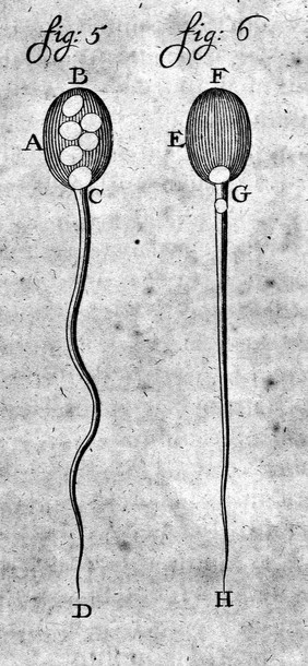 Opera omnia [Vol. I], seu arcana naturae, ope exactissimorum microscopiorum detecta, experimentis variis comprobata, epistolis, ad ... illustres viros, ut et ad integram, quae Londini floret, Sapientem Societatem ... datis, comprehensa ... / [Antoni van Leeuwenhoek].