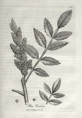 Medical botany, containing systematic and general descriptions, with plates of all the medicinal plants, indigenous and exotic, comprehended on the catalogues of the materia medica ... with ... their medicinal effects ... / [William Woodville].