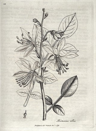 Medical botany, containing systematic and general descriptions, with plates of all the medicinal plants, indigenous and exotic, comprehended on the catalogues of the materia medica ... with ... their medicinal effects ... / [William Woodville].