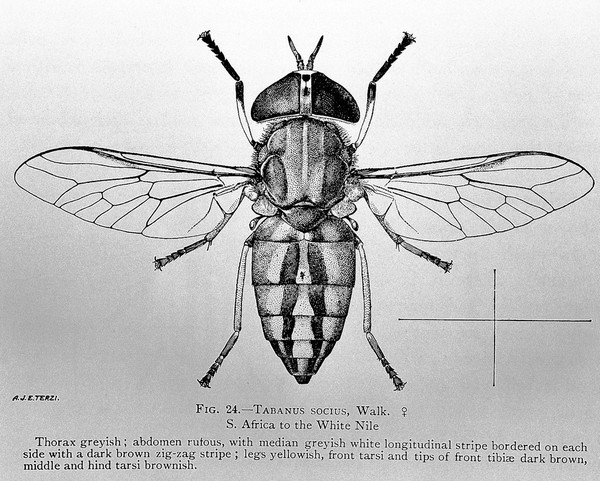 Second report of the Wellcome Research Laboratories at the Gordon Memorial College, Khartoum / Andrew Balfour.