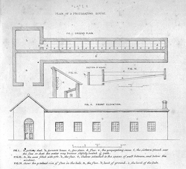 Notes on the propagation and cultivation of the medicinal Cinchonas, or Peruvian bark trees / by William Graham McIvor.