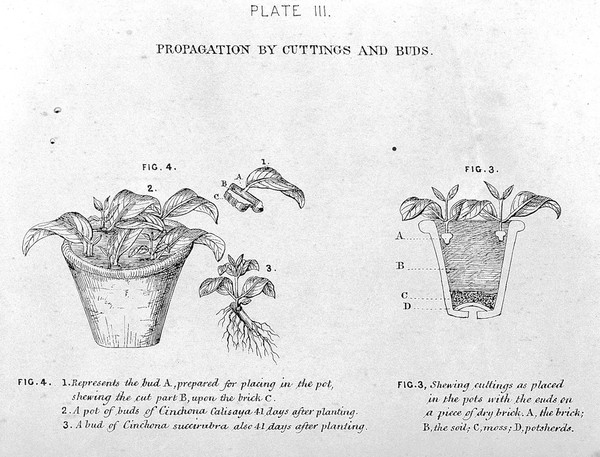 Notes on the propagation and cultivation of the medicinal Cinchonas, or Peruvian bark trees / by William Graham McIvor.