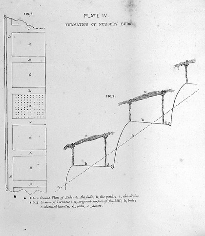 Notes on the propagation and cultivation of the medicinal Cinchonas, or Peruvian bark trees / by William Graham McIvor.