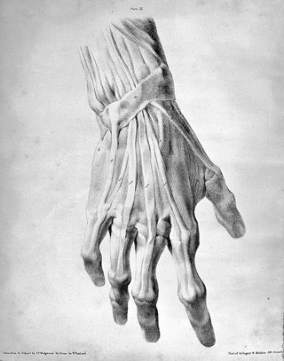 The anatomy of the bones and muscles : exhibiting the parts as they appear on dissection, and more particularly in the living figure; as applicable to the fine arts. Designed for the use of artists, and memebers of the Artist's anatomical society. In two parts / By George Simpson. Illustrated with highly-finished lithographic impressions.