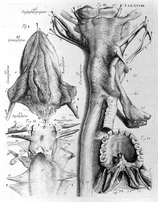 Myotomia reformata: or an anatomical treatise on the muscles of the human body ... To which is prefix'd an introduction concerning muscular motion / [William Cowper].