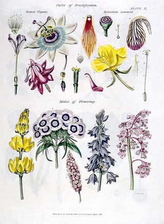 The universal herbal; or, botanical, medical, and agricultural dictionary / [Thomas Green].