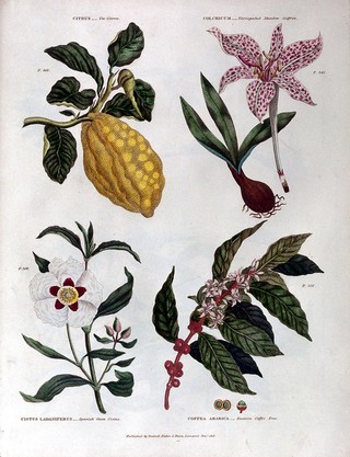 The universal herbal; or, botanical, medical, and agricultural dictionary / [Thomas Green].