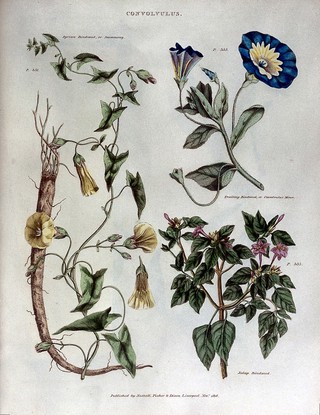 The universal herbal; or, botanical, medical, and agricultural dictionary / [Thomas Green].