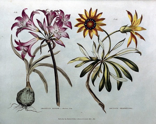 The universal herbal; or, botanical, medical, and agricultural dictionary / [Thomas Green].