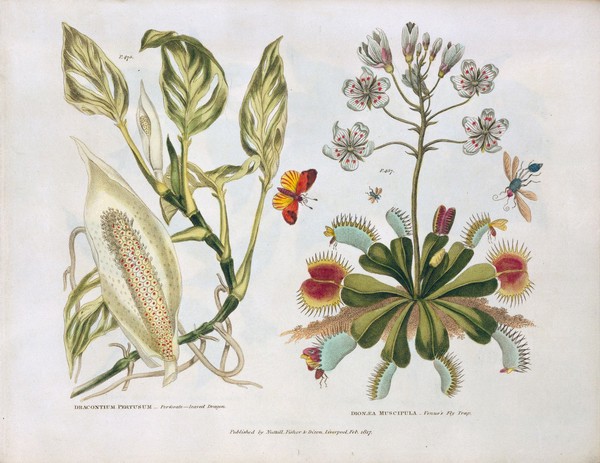 The universal herbal; or, botanical, medical, and agricultural dictionary / [Thomas Green].