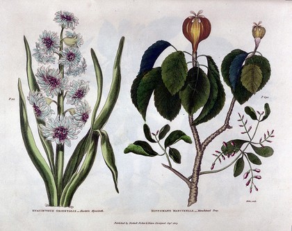 The universal herbal; or, botanical, medical, and agricultural dictionary / [Thomas Green].