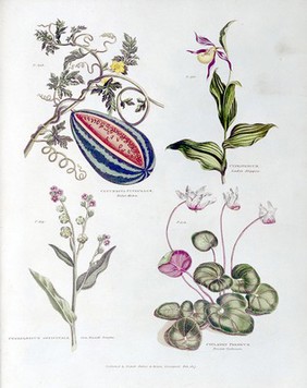 The universal herbal; or, botanical, medical, and agricultural dictionary / [Thomas Green].