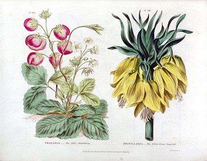 The universal herbal; or, botanical, medical, and agricultural dictionary / [Thomas Green].