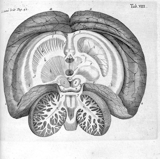 Opera omnia. Nitidius, quam unquam hactenus edita, plurimum emendata, indicibus rerum copiosissimis, ac distinctione characterum exornata / Studio et opera Gerardi Blasii.