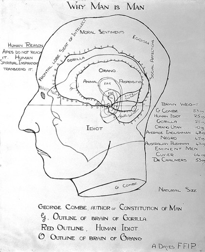Phrenology: the human and animal brain, the location of its functions according to the principles of phrenology, and personalia of phrenologists. Photographs, drawings and newsletters.