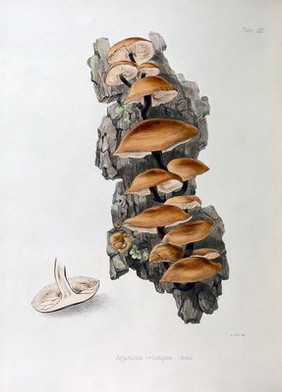 Illustrations of British mycology, containing figures and description of the funguses of interest and novelty indigenous to Britain / By Mrs. T.J. Hussey.