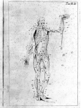 Anatomia esterna del corpo umano per uso de' pittori, e scultori delineata / ed incisa de E. Lelli con la denotazione delle parti tratta da' manuscritti del medesimo.