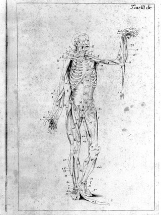 Anatomia esterna del corpo umano per uso de' pittori, e scultori delineata / ed incisa de E. Lelli con la denotazione delle parti tratta da' manuscritti del medesimo.