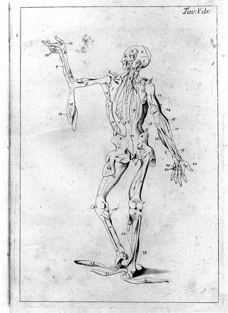 Anatomia esterna del corpo umano per uso de' pittori, e scultori delineata / ed incisa de E. Lelli con la denotazione delle parti tratta da' manuscritti del medesimo.