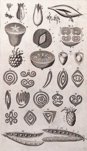 A general system of nature, through the three grand kingdoms of animals, vegetables, and minerals ... / By Sir Charles Linné: translated from Gmelin, Fabricius, Willdenow, &c. Together with various modern arrangements and corrections. With a life of Linné ... and a dictionary ... of the terms ... of natural history, by William Turton.