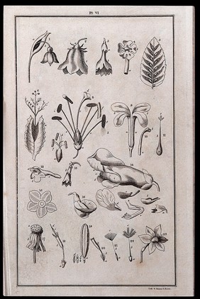 A general system of nature, through the three grand kingdoms of animals, vegetables, and minerals ... / By Sir Charles Linné: translated from Gmelin, Fabricius, Willdenow, &c. Together with various modern arrangements and corrections. With a life of Linné ... and a dictionary ... of the terms ... of natural history, by William Turton.