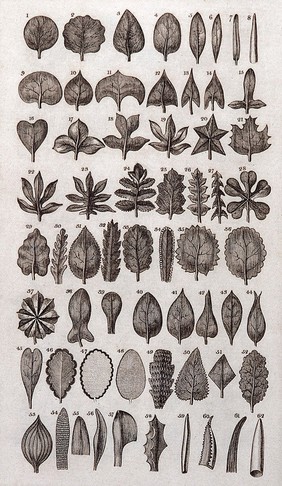 A general system of nature, through the three grand kingdoms of animals, vegetables, and minerals ... / By Sir Charles Linné: translated from Gmelin, Fabricius, Willdenow, &c. Together with various modern arrangements and corrections. With a life of Linné ... and a dictionary ... of the terms ... of natural history, by William Turton.