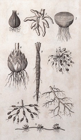 A general system of nature, through the three grand kingdoms of animals, vegetables, and minerals ... / By Sir Charles Linné: translated from Gmelin, Fabricius, Willdenow, &c. Together with various modern arrangements and corrections. With a life of Linné ... and a dictionary ... of the terms ... of natural history, by William Turton.