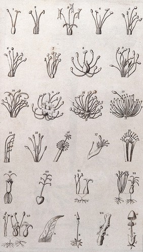 A general system of nature, through the three grand kingdoms of animals, vegetables, and minerals ... / By Sir Charles Linné: translated from Gmelin, Fabricius, Willdenow, &c. Together with various modern arrangements and corrections. With a life of Linné ... and a dictionary ... of the terms ... of natural history, by William Turton.