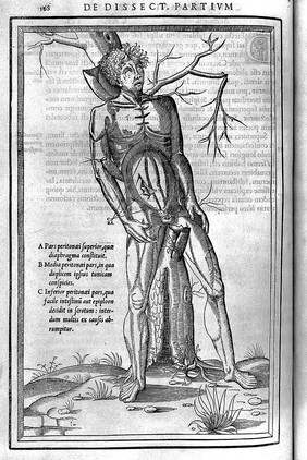 De dissectione partium corporis humani libri tres / à Carolo Stephano, ... Una cum figuris et incisionum declarationibus, a Stephano Riverio chirurgo compositis.