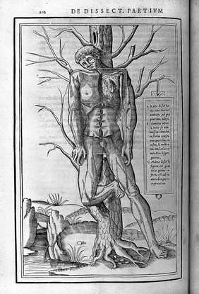 De dissectione partium corporis humani libri tres / à Carolo Stephano, ... Una cum figuris et incisionum declarationibus, a Stephano Riverio chirurgo compositis.