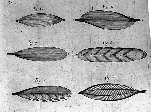 Tractatus de corde. Item de motu & colore sanguinis et chyli in eum transitu ... / [Richard Lower].