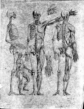 Skeletons. Pen and ink drawing by George Howard, Earl of Carlisle, 1865, after G.F. Ferrero, 1845.