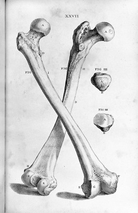 W. Cheselden, Ostoegraphia, or the anatomy of bones.