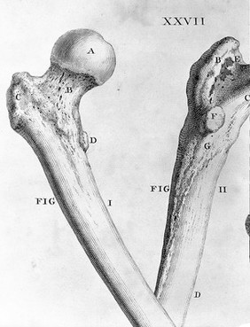 W. Cheselden, Ostoegraphia, or the anatomy of bones.