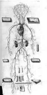 The anatomy of humane bodies, with figures drawn after the life ... by some of the best masters in Europe ... and curiously engraven in one hundred and fourteen copper plates, illustrated with large explications, containing many new anatomical discoveries, and chirurgical observations. To which is added an introduction explaining the animal oeconomy. With a copious index / By William Cowper.