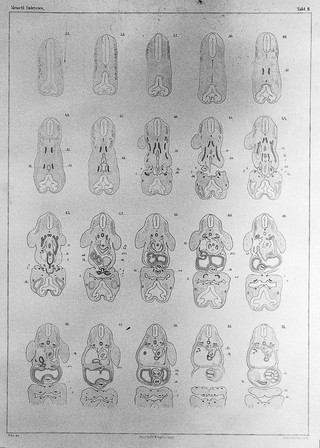 Anatomie menschlicher Embryonen / von Wilhelm His.