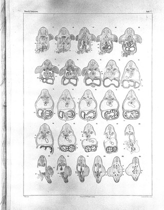 Anatomie menschlicher Embryonen / von Wilhelm His.