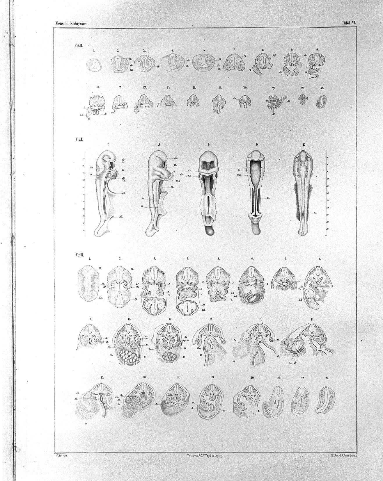 W His Anatomie Menschlicher Embryonen Wellcome Collection