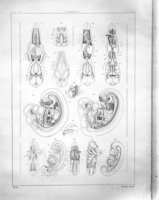 Anatomie menschlicher Embryonen / von Wilhelm His.