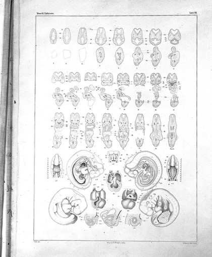 Anatomie menschlicher Embryonen / von Wilhelm His.