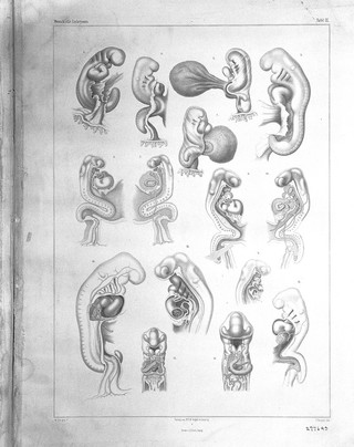 Anatomie menschlicher Embryonen / von Wilhelm His.