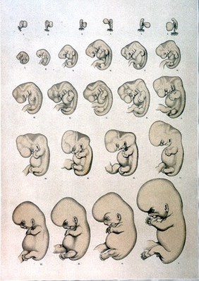 W. His, Anatomie menschlicher embryonen